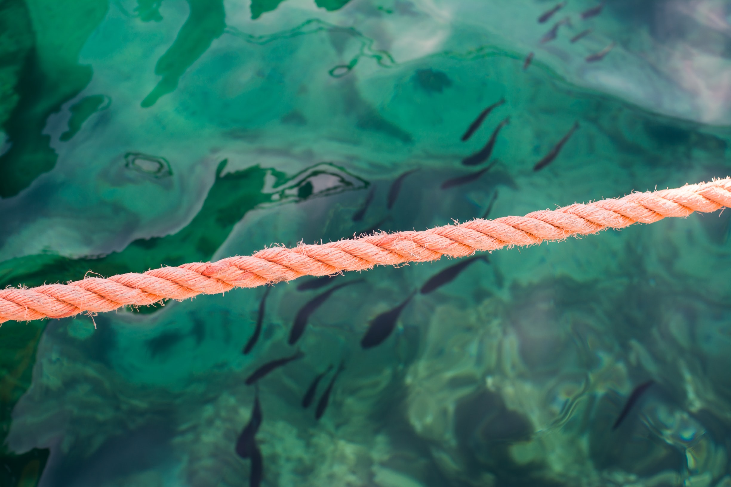 Read more about the article Underprotected Marine Protected Areas in a Global Biodiversity Hotspot (article)