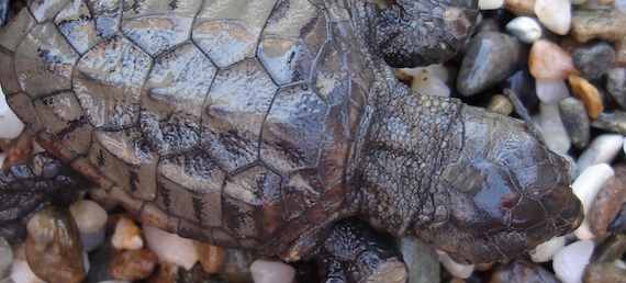 Sea-level rise impacts on sea turtle nesting beaches (article)