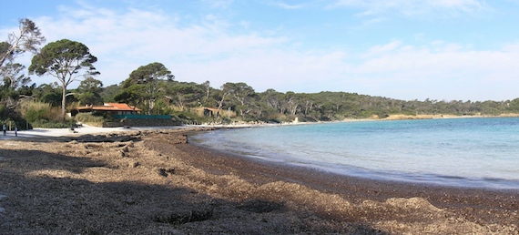 Salinization effects on coastal ecosystems (article)