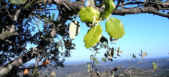Read more about the article MEDfOR September 2020 International Master Programme in Mediterranean Forestry and Natural Resources Management