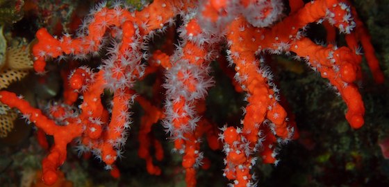 Historical record of Corallium rubrum and its changing carbon sequestration capacity (article)