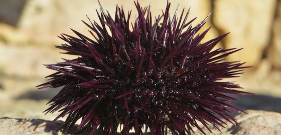 Ocean warming and tropical invaders erode the performance of a key herbivore (article)