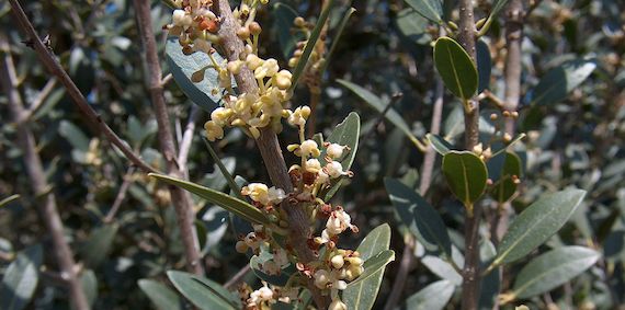 Differential drought resistance strategies of co-existing woodland species enduring the long rainless Eastern Mediterranean summer (article)