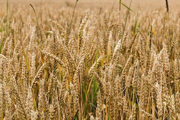 Read more about the article Climate resilience of the top ten wheat producers in the Mediterranean and the Middle East (article)