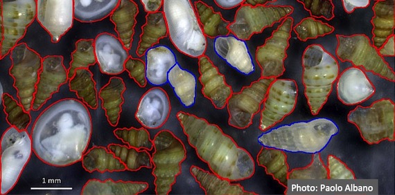 Native biodiversity collapse in the eastern Mediterranean (article)