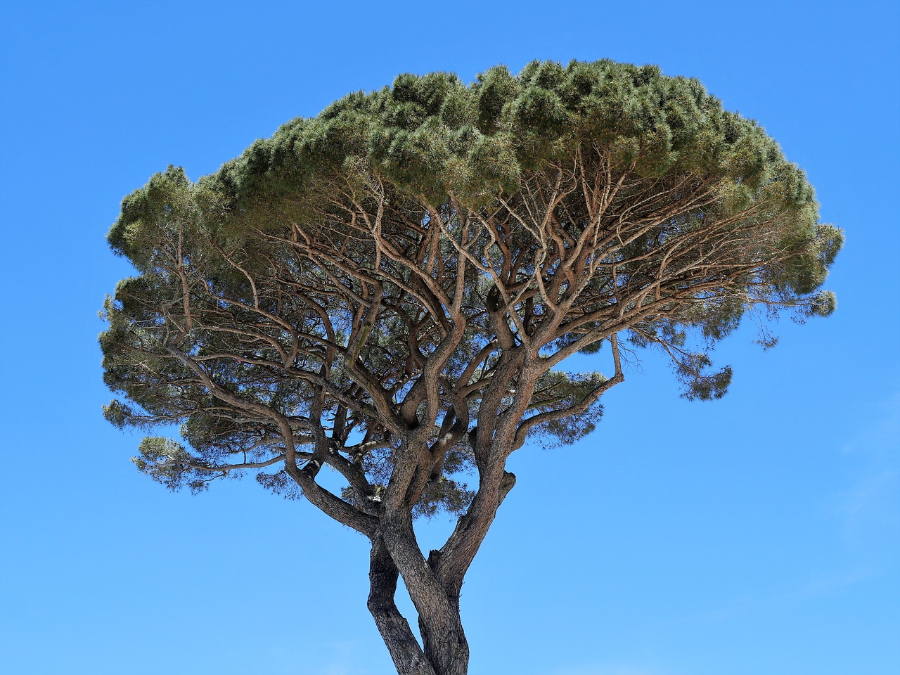 Read more about the article Climatic signals controlling a tree species’ growth and adaptation to climate change (article)