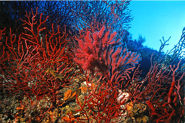 Read more about the article Marine heatwaves drive recurrent mass mortalities in the Mediterranean Sea
