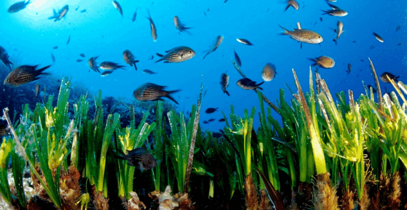 What climate change means for the Mediterranean Sea