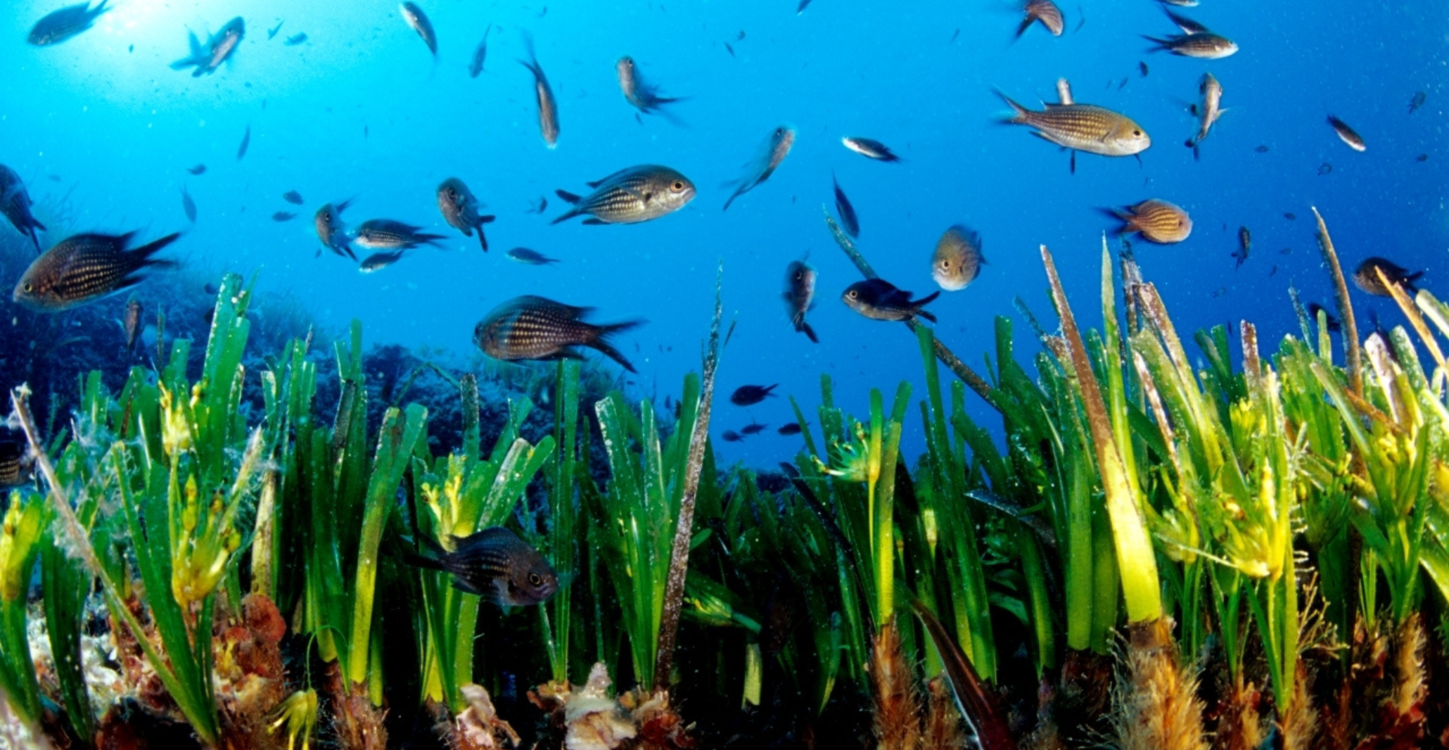 Read more about the article What climate change means for the Mediterranean Sea